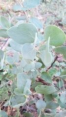Arctostaphylos mewukka