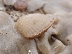 Magellania flavescens