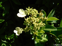 Hydrangea serratifolia