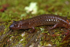 Desmognathus welteri