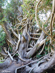 Hydrangea serratifolia