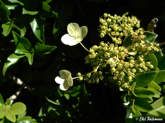 Hydrangea serratifolia