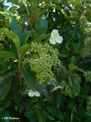 Hydrangea serratifolia