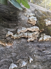 Trametes