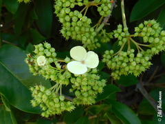 Hydrangea serratifolia