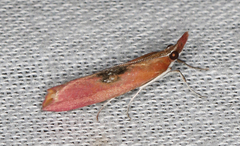 Canuza euspilella