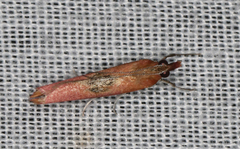 Canuza euspilella