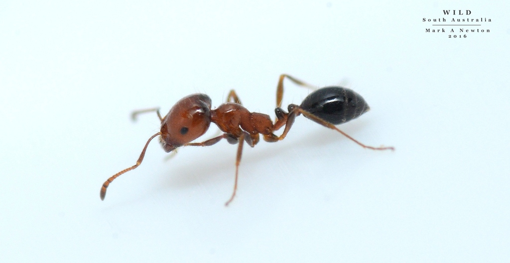 Trailing, Pharaoh, and Timid Ants