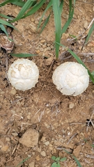 Agaricus deserticola