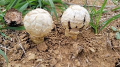 Agaricus deserticola