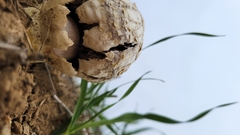 Agaricus deserticola