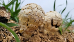 Agaricus deserticola