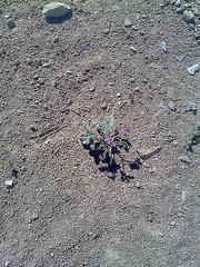 Acleisanthes chenopodioides