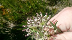 Asclepias longifolia