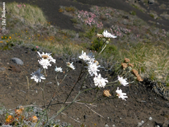 Leucheria lithospermifolia