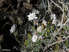 Leucheria lithospermifolia