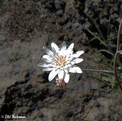 Leucheria lithospermifolia