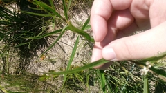 Asclepias longifolia