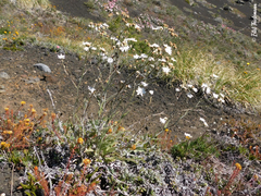 Leucheria lithospermifolia