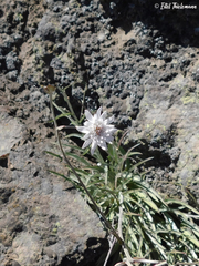 Leucheria lithospermifolia