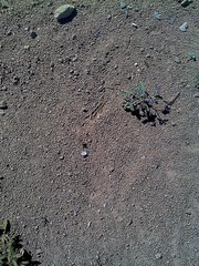 Acleisanthes chenopodioides