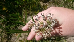 Asclepias longifolia