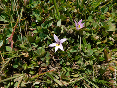 Lobelia oligophylla