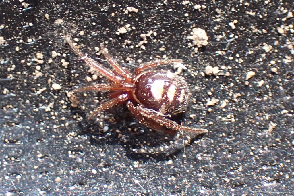 Steatoda washona