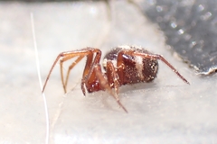 Steatoda washona