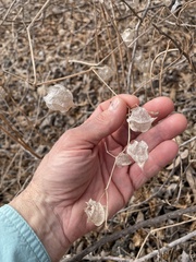 Physalis galapagoensis