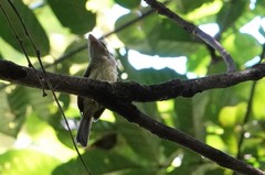 Rhynchocyclus olivaceus