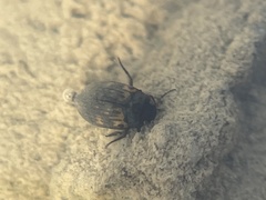 Leconectes striatellus