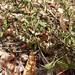 Correa reflexa angustifolia - Photo (c) Wayne Martin, μερικά δικαιώματα διατηρούνται (CC BY-NC), uploaded by Wayne Martin