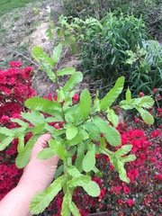 Castanea pumila