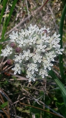 Asclepias michauxii