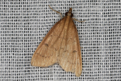 Metasia dicealis