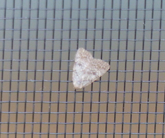 Tolpiodes oligolasia