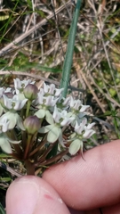 Asclepias michauxii