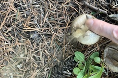 Apioperdon pyriforme