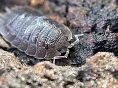Porcellio dilatatus