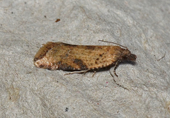 Constrictana constrictana