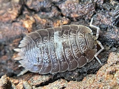 Porcellio dilatatus