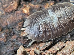 Porcellio dilatatus