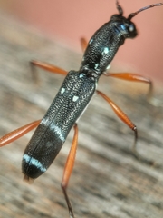 Sclethrus malayanus