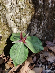 Trillium ludovicianum