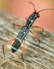 Sclethrus malayanus