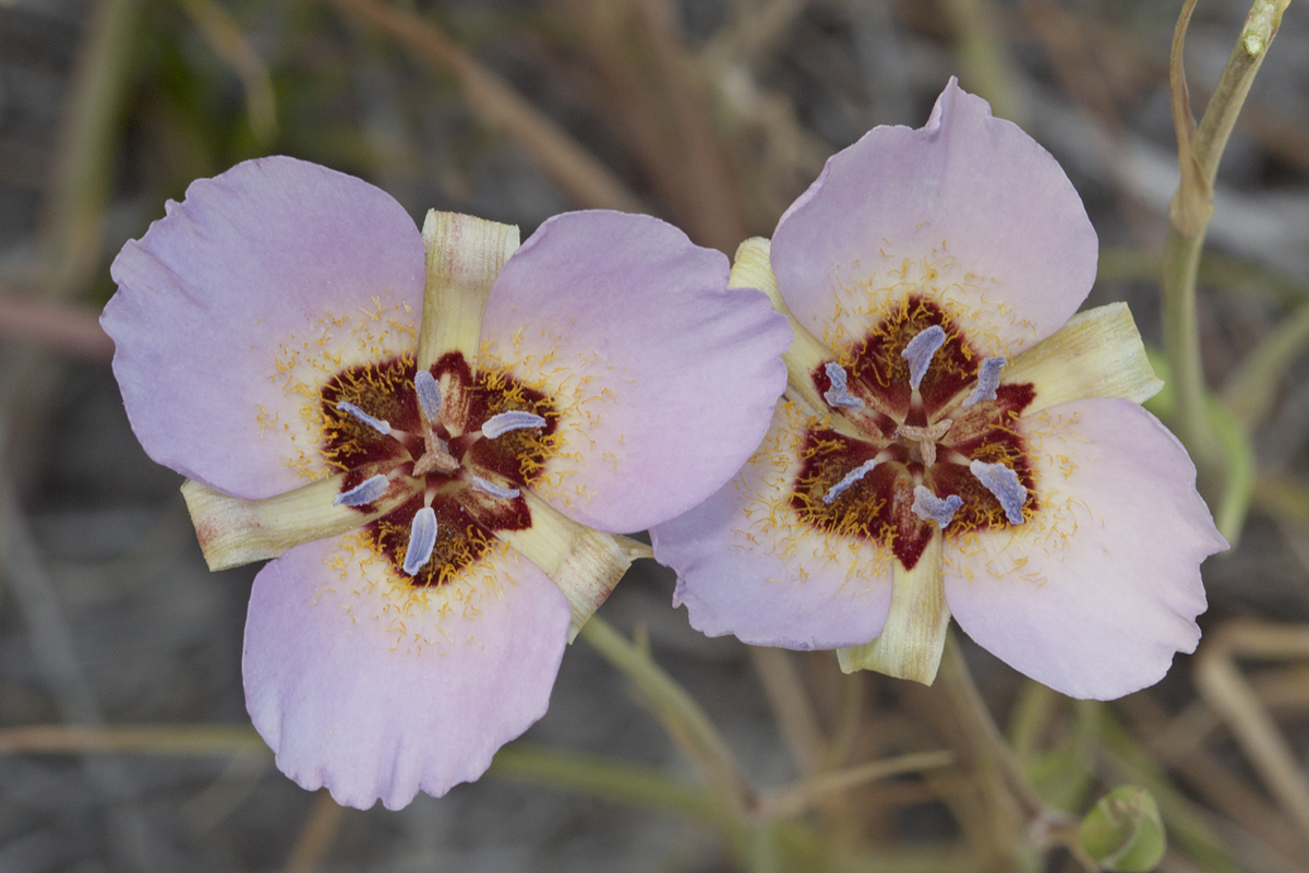 Calochortus palmeri