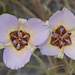 Palmer's Mariposa Lily - Photo (c) Bill Bouton, some rights reserved (CC BY-NC-ND)