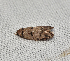 Scatochresis episema