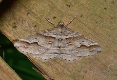 Syneora cheleuta